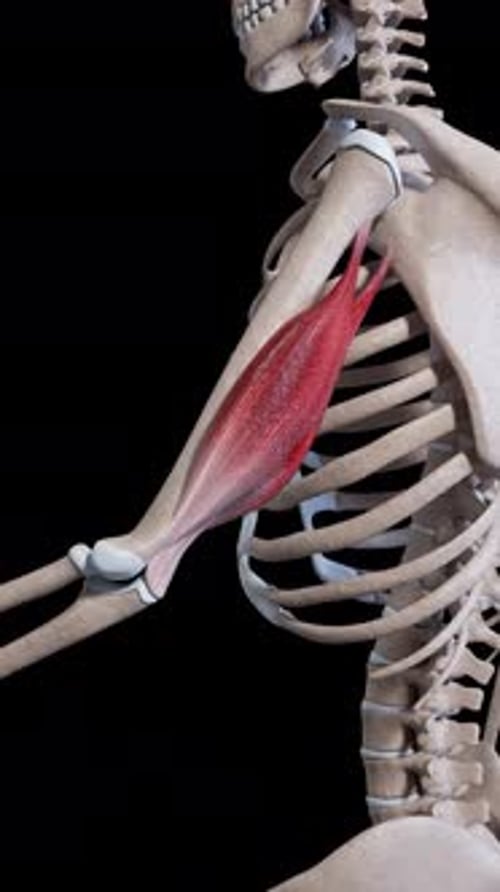 Human Biceps Muscle Contraction with Skeletal Anatomy