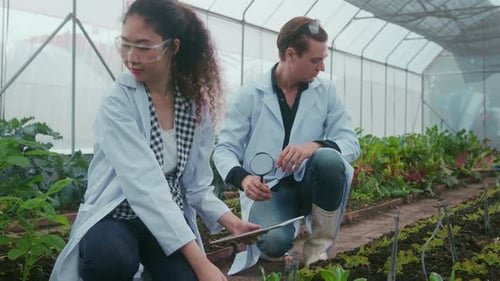 Scientists Inspecting Crops in Greenhouse with Tablet
