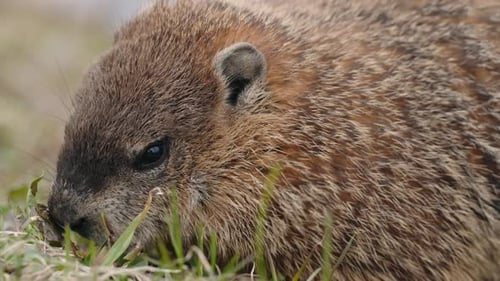 Close up Of Marmot Feeding On Grass