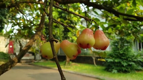 homme cueillant une pomme d'eau dans le jardin