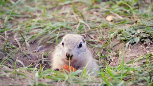 Gopher come cenoura, de perto