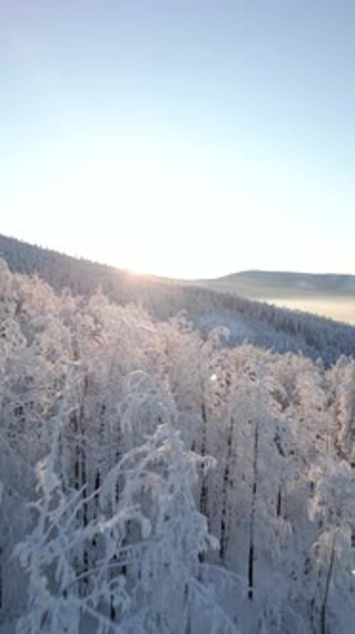 Aerial View of Beautiful Snowy Trees in the Frosty Mountain Forest at Sunrise