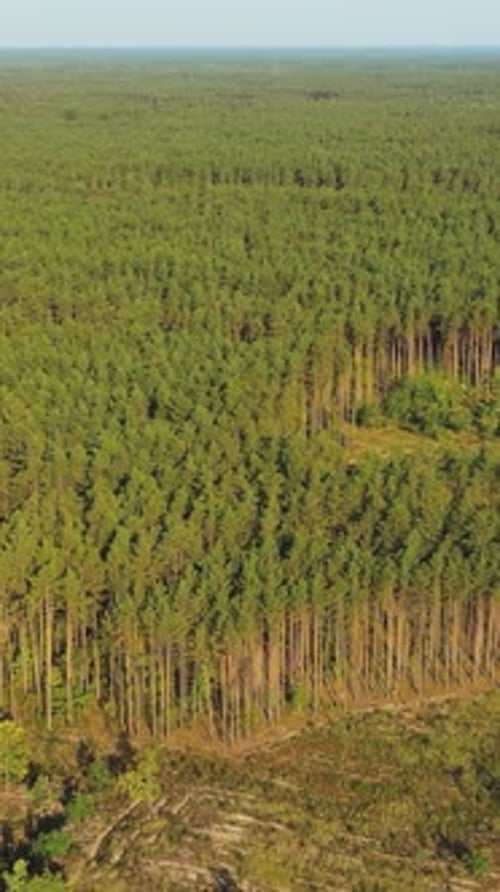 Aerial View Green Pine Forest
