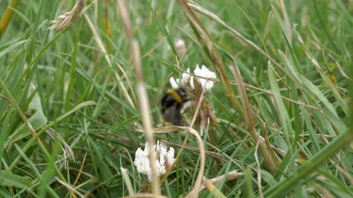 Bumble bee flying from flower to flower. Close up. Buzzing