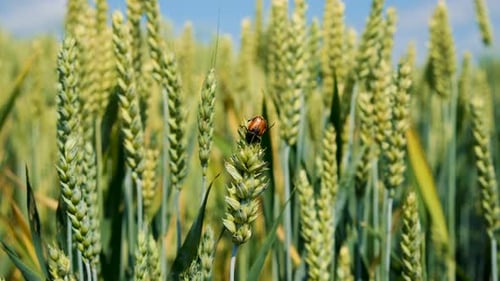 Wheat Grows on the Field Selective Focus