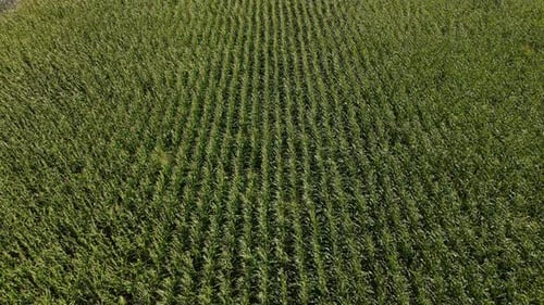 Corn Field