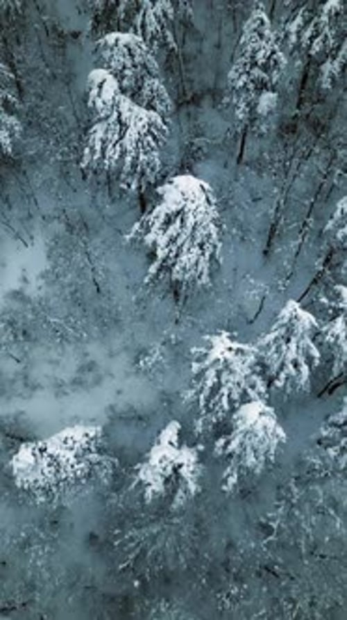 Vertical Winter Forest
