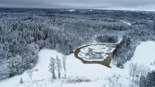 Forest in winter spruce pine tree covered in snow Aerial view drone