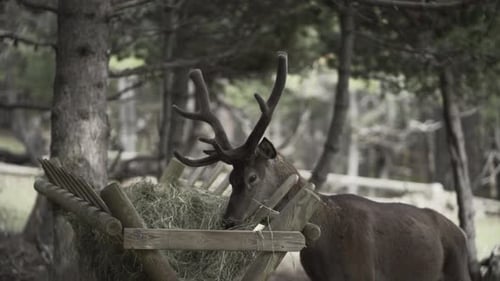 Hirsche fressen Stroh aus einem Holzbehälter im Wald
