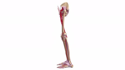 Anatomical view of human leg arteries and bones