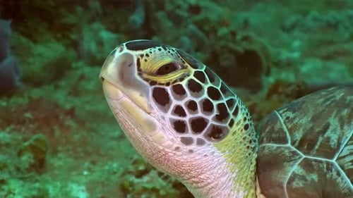 Anmutig und gelassen: Beobachten Sie eine majestätische Schildkröte, die im blauen Wasser schwimmt 4K