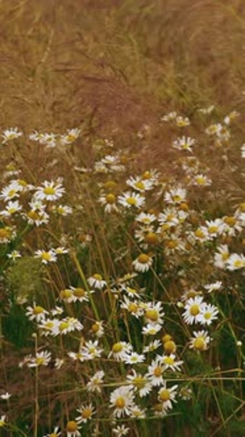 Summer Meadow With Blooming Wild