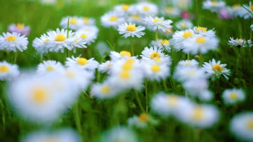 Blossoming Common Daisies In The Grass Spring Background. Selective Focus