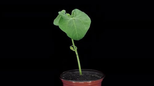 Time lapse of growing Flambo bean seed in a pot with ALPHA channel