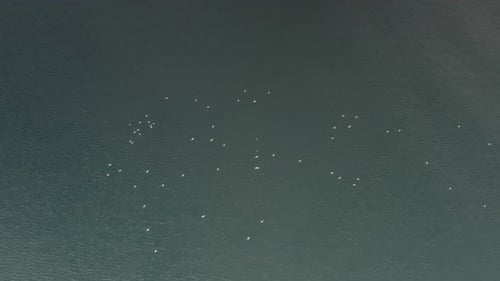 Aerial view over seagulls flock over Slovenia sea