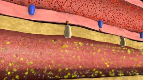 Molecular Interaction within Layered Biological Tissue
