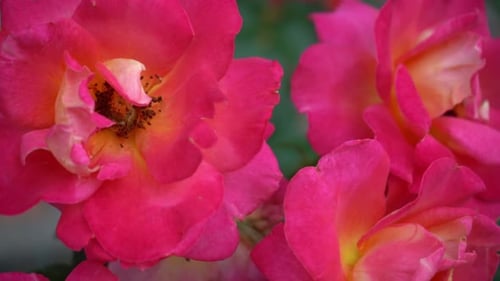 Pink Red Roses Bush in the Garden Rosebud Summer Flower Petals Rose in Nature Branch and Leaves