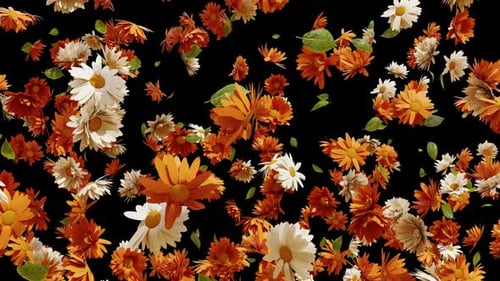 Falling Orange and White Flowers Seamless Loop