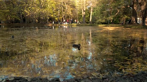 Enten schwimmen am goldenen Herbsttag in einem natürlichen, mit Laub bedeckten See