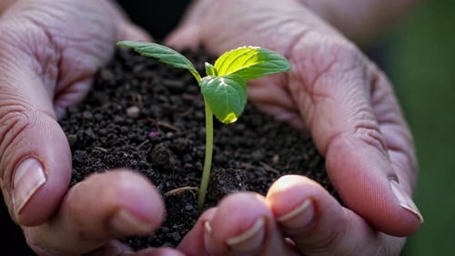 Gardener Holding Seedling in Soil Nurturing New Growth