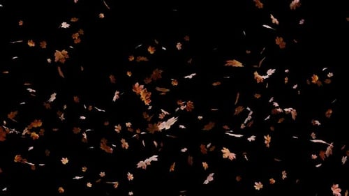 Alpha Channel Maple Leaves Seasonal 01 HD