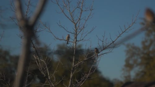 Vögel fliegen und landen in einem Baum