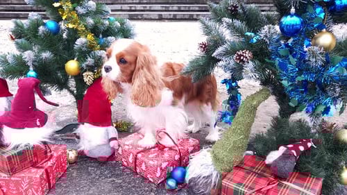 Cute Dog Posing Near Christmas Decorations and Gifts