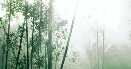 Misty Bamboo Forest Creates a Serene Escape Amidst Natures Beauty