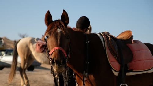 Horses Resting After the Walk