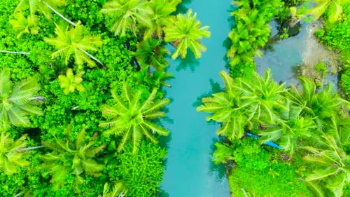 Aerial View of a Winding Turquoise River Surrounded By Dense Tropical Forest and Numerous Green Palm