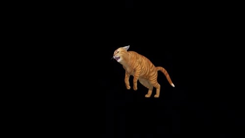 Orange Sarman Cat Angry Attack