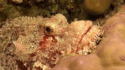 Scorpionfish super close up on tropical coral reef