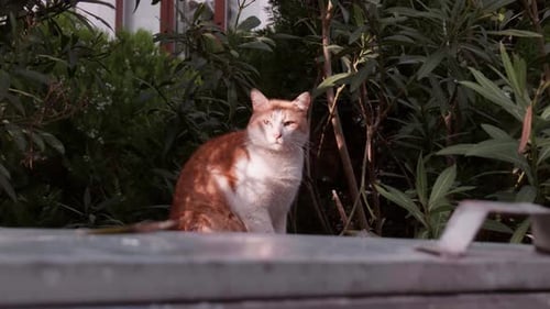 Orange and White Street Cat Walking Toward Sunlight and Sitting Down