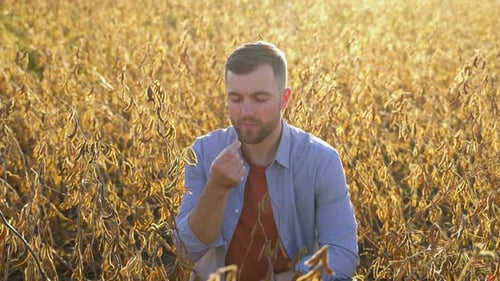Agronomist Inspecting Soya Bean Crops Growing in the Farm Field