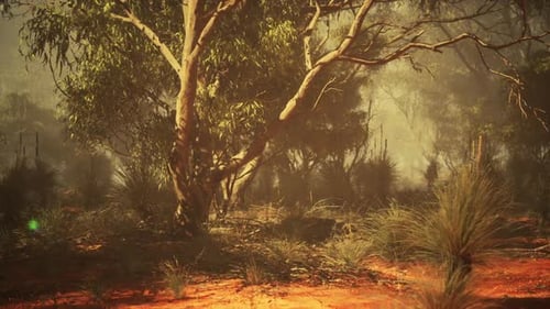 Misty Australian Bushland with Golden Light