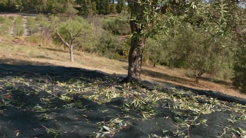 Olive Harvest on the Net Under an Olive Grove Tree in Calabria