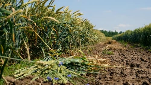 Weizen wächst auf dem Feld (selektiver Fokus)