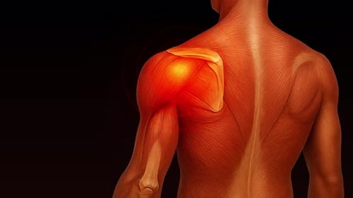 3D Animated Human Shoulder Anatomy with Pain Highlight