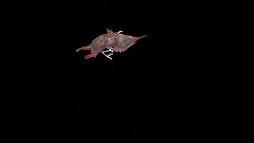 Animated Stylized Raven Flying Loop with Red Wings