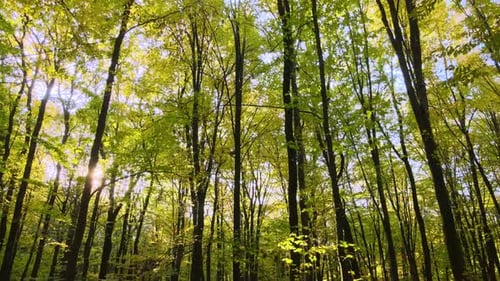 Beautiful Scenery with Light Rays Shining Through Bright Green Woods with Lush Trees in Autumn