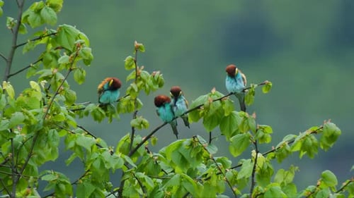 European Bee Eater