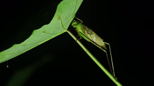 Katydid, Bush Cricket, Tettigoniidae, 4K Footage; seen under a wide green leaf in the middle of the