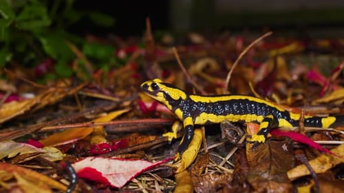 4K footage circling around a black and yellow salamander standing still in the garden at night.