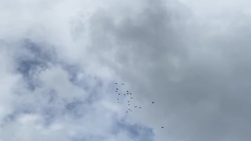 Birds Flying in Cloudy Sky Wide Shot