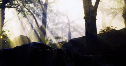 Mysterious Forest with Sunlight Rays Filtering Through Misty Trees