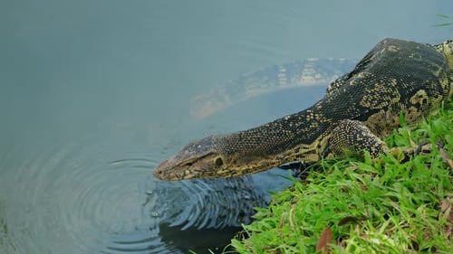 Asian Water Monitor Lizard Drinking Water Near Pond in Lumphini Park Bangkok Exotic Reptile Wildlife