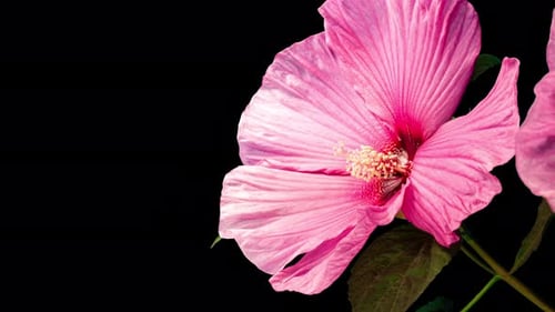 Pink Flower Blooming Time Lapse on Black Background