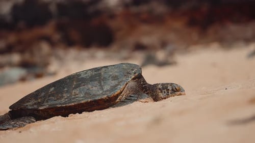 Meeresschildkröte auf Hawaii liegt am Strand