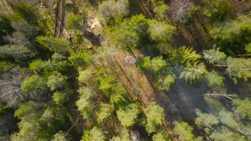 Vue aérienne de haut en bas par drone d'un feu de camp brûlant dans une pinède ensoleillée, des arbres sans feuilles, une route boueuse.