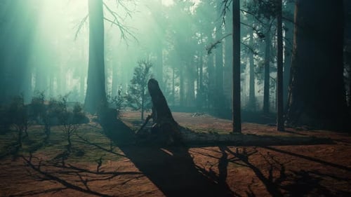 Forêt de séquoias, arbres imposants dans une forêt luxuriante